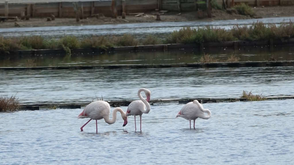 Des flamants roses exotiques à nouveau dans la lagune de Nin - un événement inhabituel qui a surpris les Ninans et les touristes